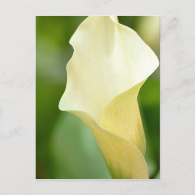 Carte Postale Calla Lily du printemps blanc (Devant)