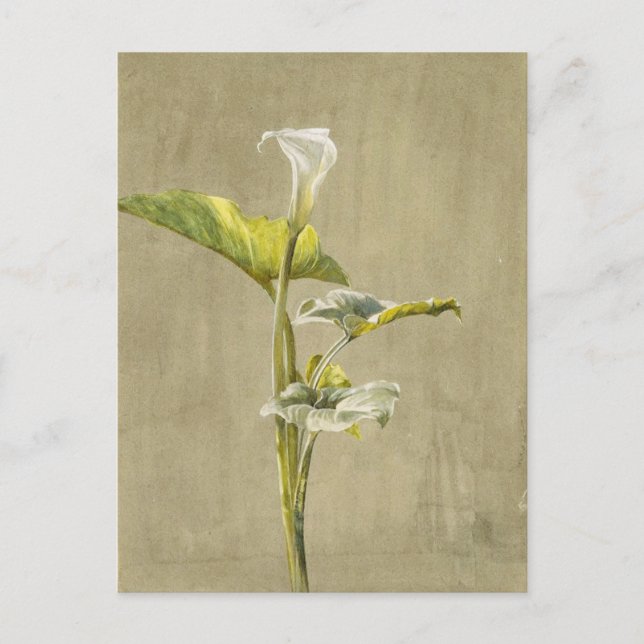 Carte Postale Calla Lily par Fidelia Bridges (Devant)