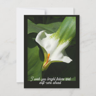 Carte Postale Calla Lily, Zantedeschia