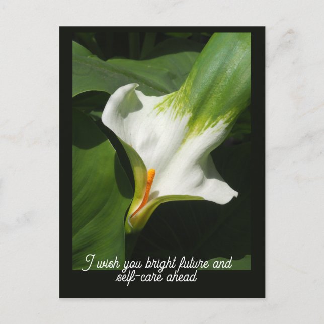 Carte Postale Calla Lily, Zantedeschia (Devant)