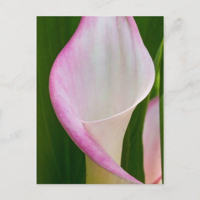 Carte Postale Calla Pano (Devant)