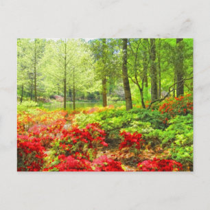 Carte Postale Callaway Azaleas
