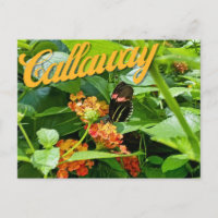 Carte postale Callaway Garden Button Flower Georgi