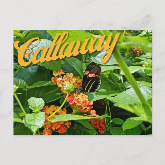 Carte postale Callaway Garden Button Flower Georgi (Devant)