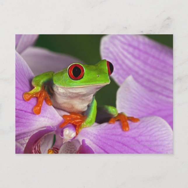 Carte Postale Callidryas agalychnis. (Devant)
