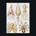 Carte Postale Calmar de poulpe, Gamochonia par Ernst Haeckel<br><div class="desc">Calmar de pieuvre,  Gamochonia Trichterkraken par Ernst Haeckel Carte postale</div>