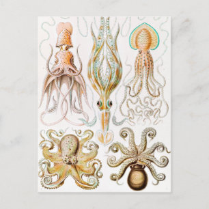 Carte Postale Calmar de poulpe, Gamochonia par Ernst Haeckel