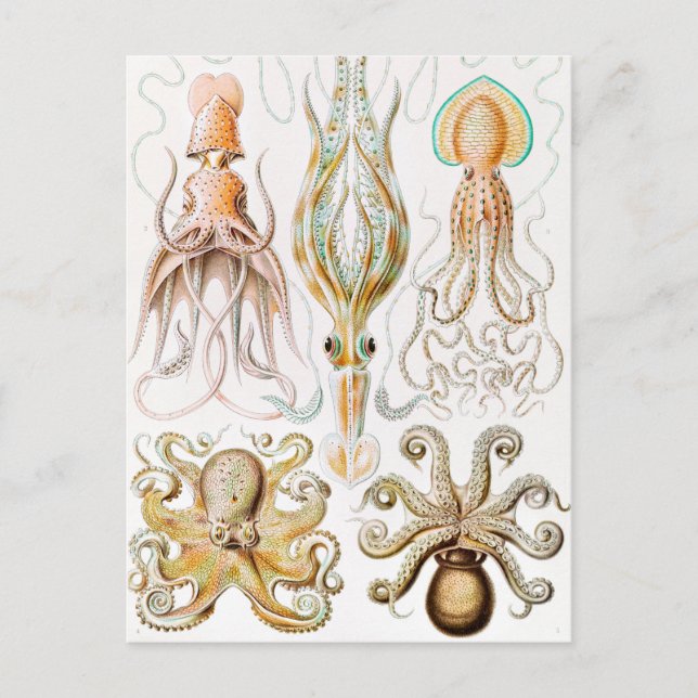 Carte Postale Calmar de poulpe, Gamochonia par Ernst Haeckel (Devant)