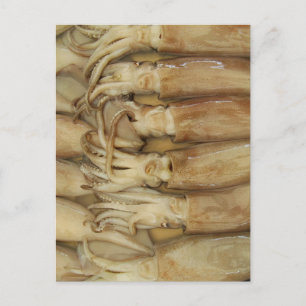 Carte Postale Calmar - Encornet