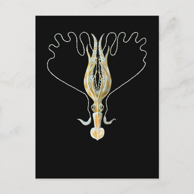 Carte Postale calmar Long-armé (Devant)