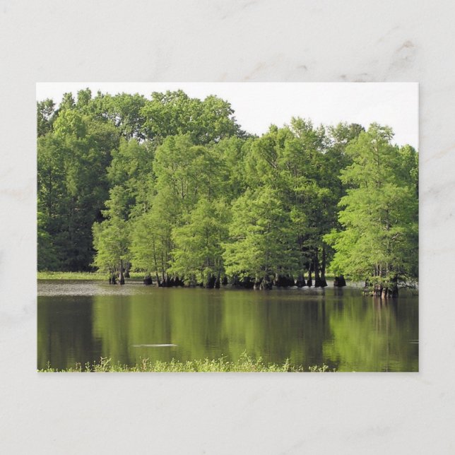 Carte Postale Calme Cove (Devant)