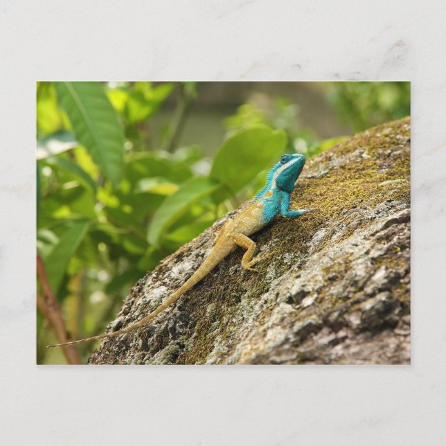 Carte Postale Calotes de Lizard Bleu Mystaceus (Devant)
