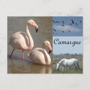 Carte postale Camargue