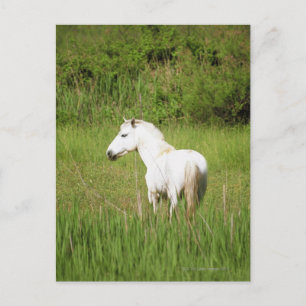 Carte Postale Camargue à cheval dans les Alpes Côte d'Azur