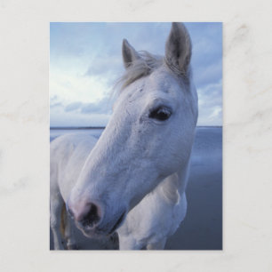 Carte Postale Camargue Horse