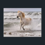 Carte Postale Camargue Horse court de Surf<br><div class="desc">Équestre Camargue à court de surf,  sud de la France | DanitaDelimont.com | Adam Jones | EU09 AJE0058</div>