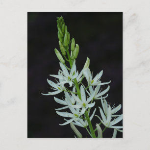 Carte postale Camassia Flower