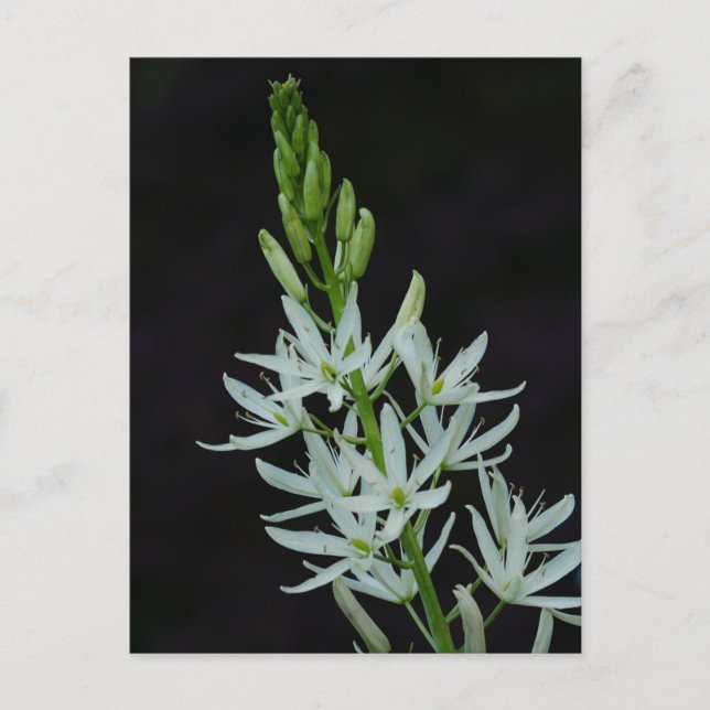 Carte postale Camassia Flower (Devant)