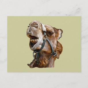 Carte postale Camel