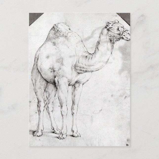 Carte Postale Camel (Devant)