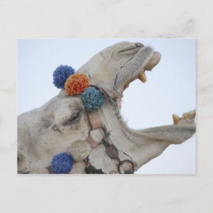Carte Postale Camel