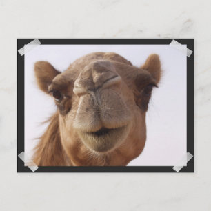 Carte postale Camel