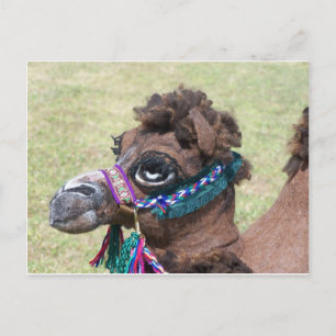 Carte Postale Camel