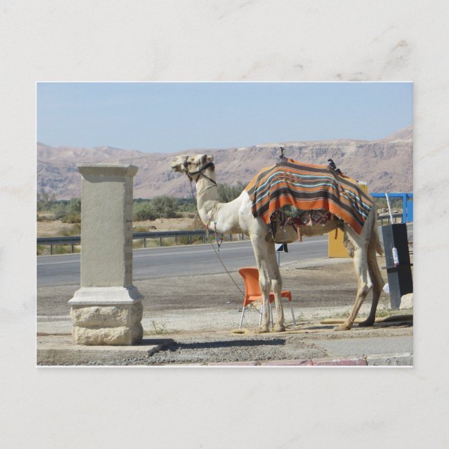 Carte Postale Camel (Devant)