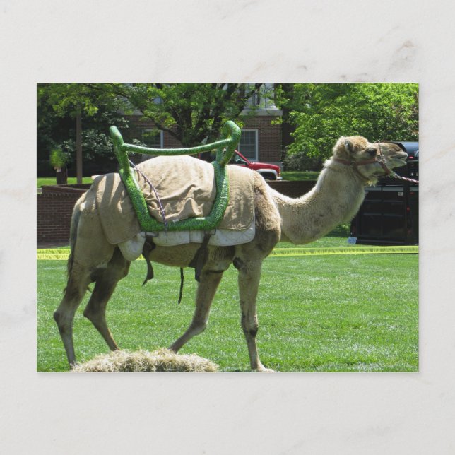 Carte Postale Camel (Devant)