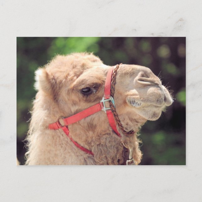 Carte Postale Camel (Devant)