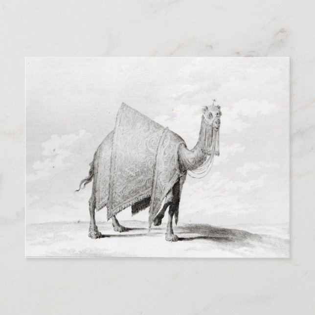 Carte Postale Camel (Devant)