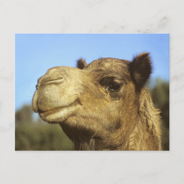 Carte Postale Camel (Devant)