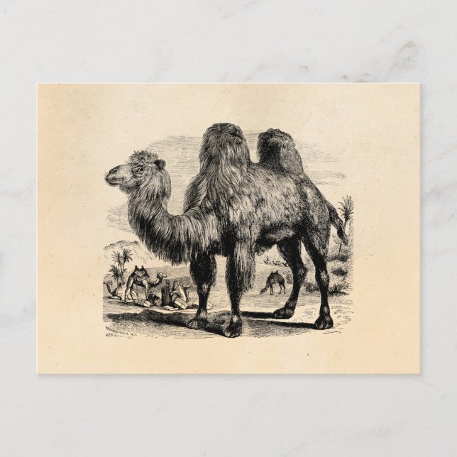 Carte Postale Camel 1800s vintage - Camel égyptien Modèle (Devant)