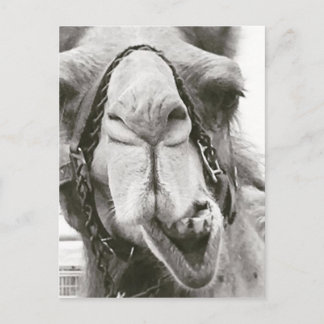 Carte Postale Camel amusant