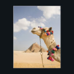 Carte Postale Camel avec Pyramides Gizeh, Egypte<br><div class="desc">pyramides dans la région de giza avec le premier plan du chameau touristique | Accuser non | AssetID : 83589379</div>