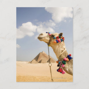 Carte Postale Camel avec Pyramides Gizeh, Egypte