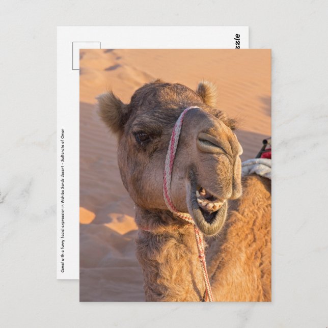 Carte Postale Camel avec une drôle d'expression faciale - Oman (Devant / Derrière)