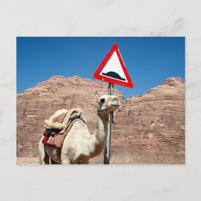 Carte Postale camel bosse jordan (Devant)