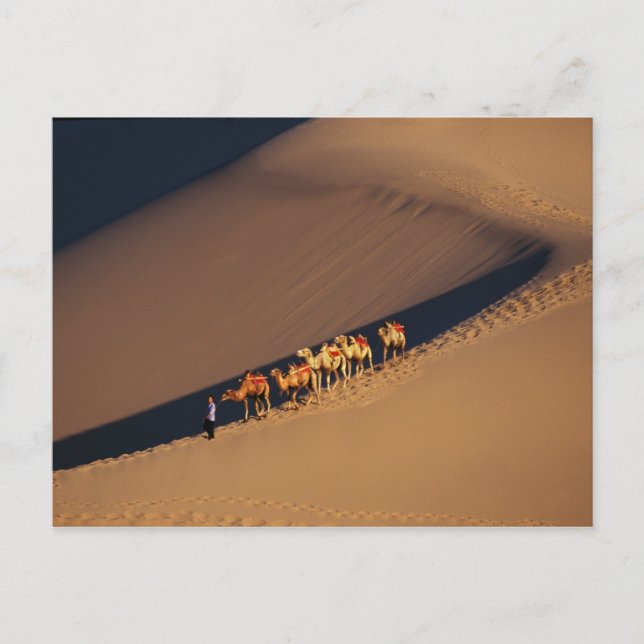 Carte Postale Camel caravan on the desert, Dunhuang, Gansu (Devant)