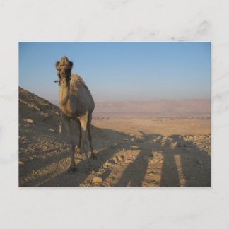 Carte Postale Camel dans le désert