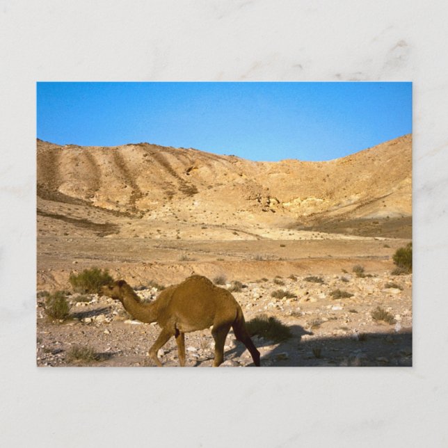 Carte Postale Camel dans le désert de Judée (Devant)
