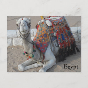 Carte Postale Camel d'Égypte