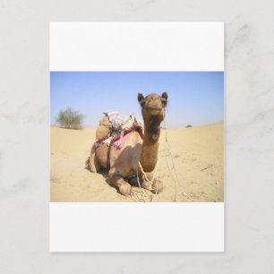 Carte Postale Camel Desert Moyen-Orient Paix Amour Nature Destin