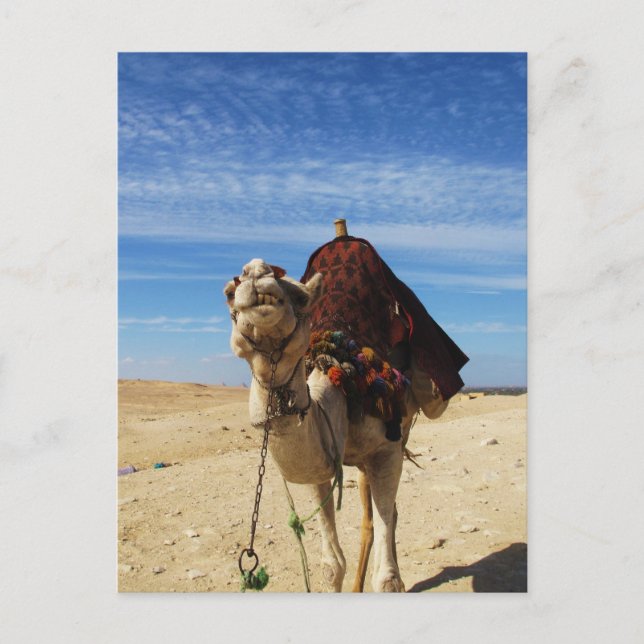 Carte Postale Camel en Egypte photo (Devant)