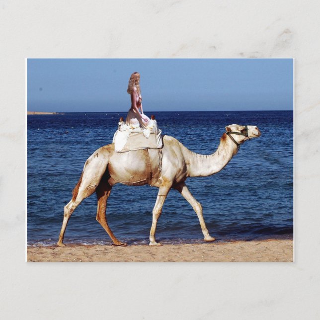 Carte Postale Camel équitation sur la plage (Devant)