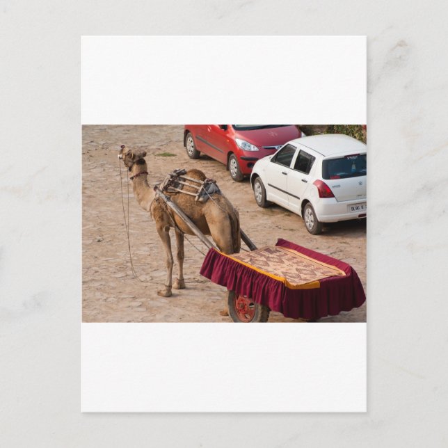 Carte Postale Camel et voiture (Devant)