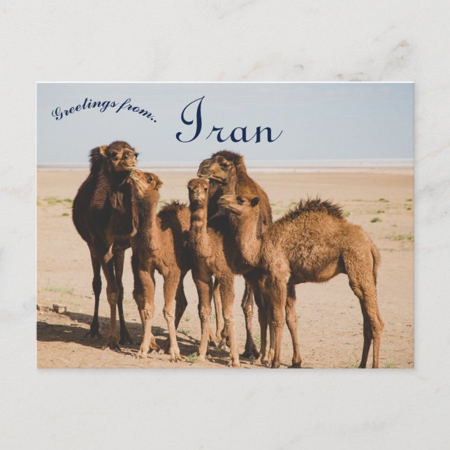 Carte Postale Camel Famille Isfahan Province Aran o Bidgol Iran (Devant)