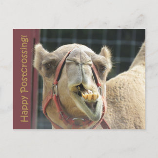 Carte postale Camel Funny