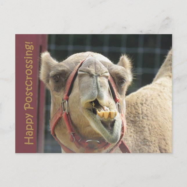 Carte postale Camel Funny (Devant)