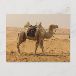 Carte Postale Camel in the desert